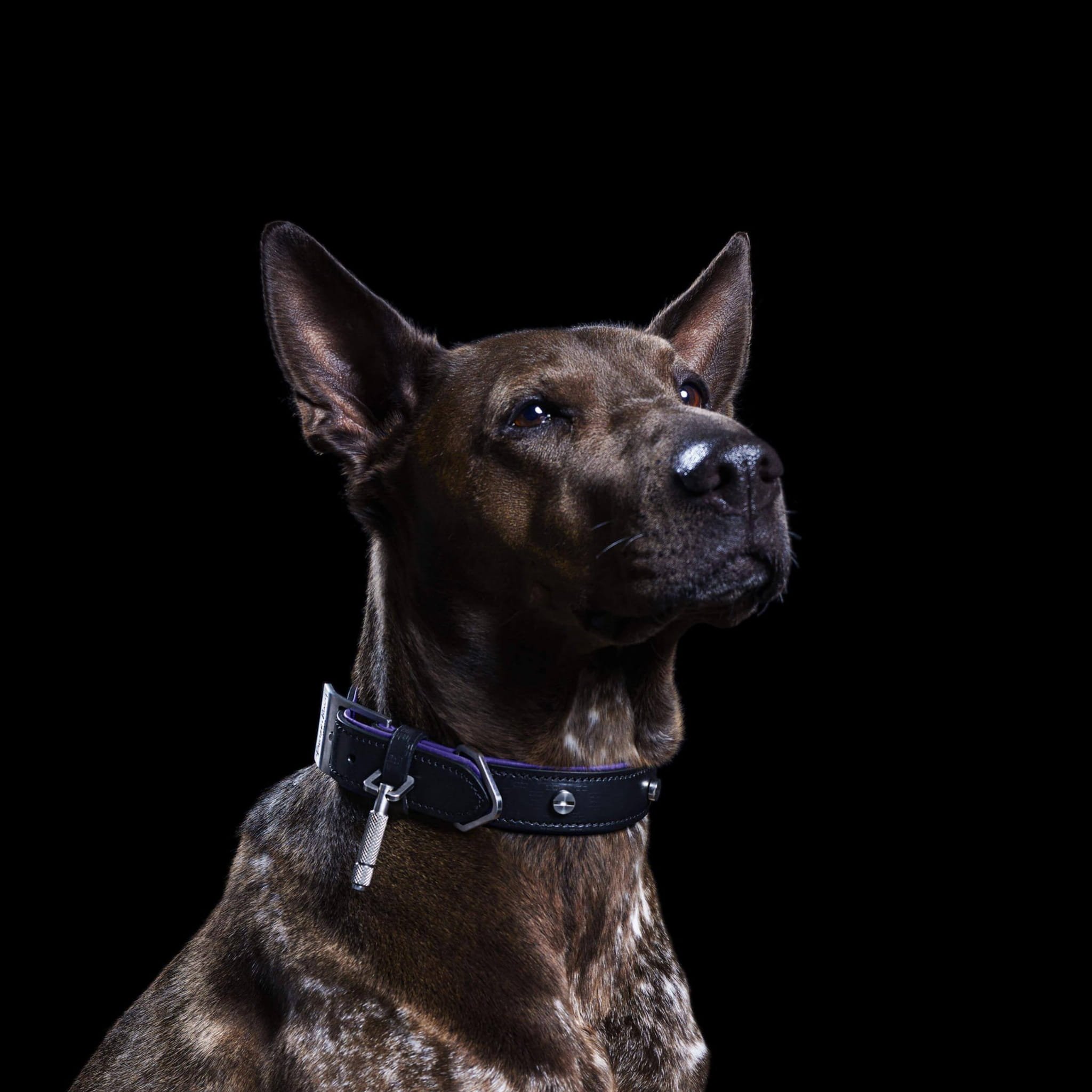 2000x2000_Butch_2.jpg